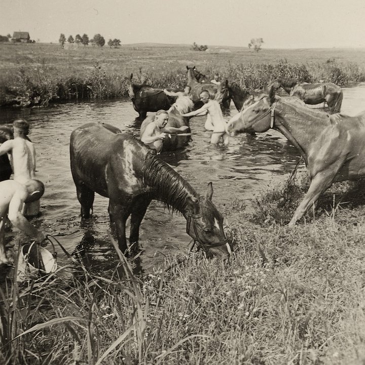 Немецкие военнослужащие купают лошадей. СССР, 1941 год