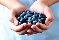 Чем черника отличается от голубики? Вкусовые качества и полезные свойства двух разных ягод